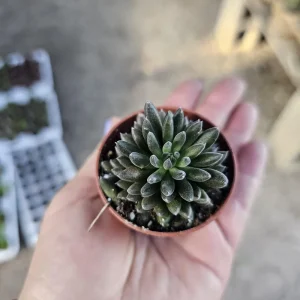 Sinocrassula Yunnanensis Chinese Jade Succulent Live Plant – 2in Pot – Rare Indoor Succulent - Image 2