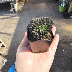 Sinocrassula Yunnanensis Chinese Jade Succulent Live Plant – 2in Pot – Rare Indoor Succulent - Image 3