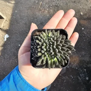 Sinocrassula Yunnanensis Chinese Jade Succulent Live Plant – 2in Pot – Rare Indoor Succulent - Image 4