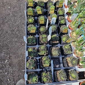 Sinocrassula Yunnanensis Chinese Jade Succulent Live Plant – 2in Pot – Rare Indoor Succulent - Image 5