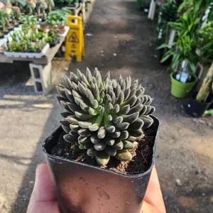 Sinocrassula Yunnanensis Chinese Jade Succulent Live Plant – 2in Pot – Rare Indoor Succulent - Image 6