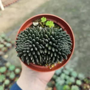 Sinocrassula Yunnanensis Chinese Jade Succulent Live Plant – 2in Pot – Rare Indoor Succulent - Image 7