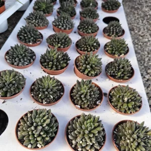 Sinocrassula Yunnanensis Chinese Jade Succulent Live Plant – 2in Pot – Rare Indoor Succulent - Image 8