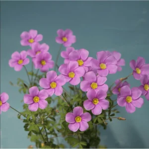 Sky Blue Oxalis Live Plant – 4 inch Pot – Indoor Houseplant - Image 2