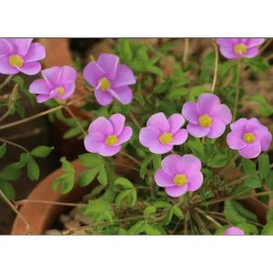 Sky Blue Oxalis Live Plant – 4 inch Pot – Indoor Houseplant - Image 3