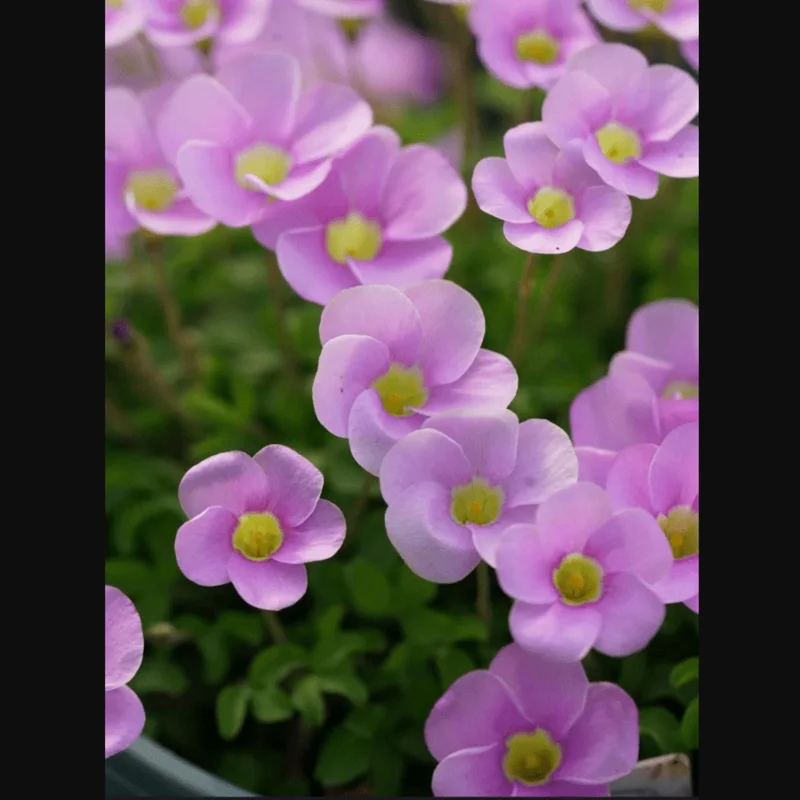 Sky Blue Oxalis Live Plant – 4 inch Pot – Indoor Houseplant - Image 4
