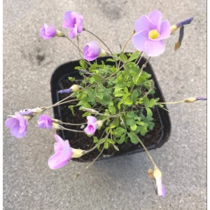 Sky Blue Oxalis Live Plant – 4 inch Pot – Indoor Houseplant - Image 5