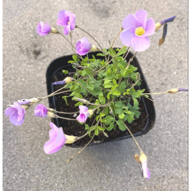 Sky Blue Oxalis Live Plant – 4 inch Pot – Indoor Houseplant - Image 5