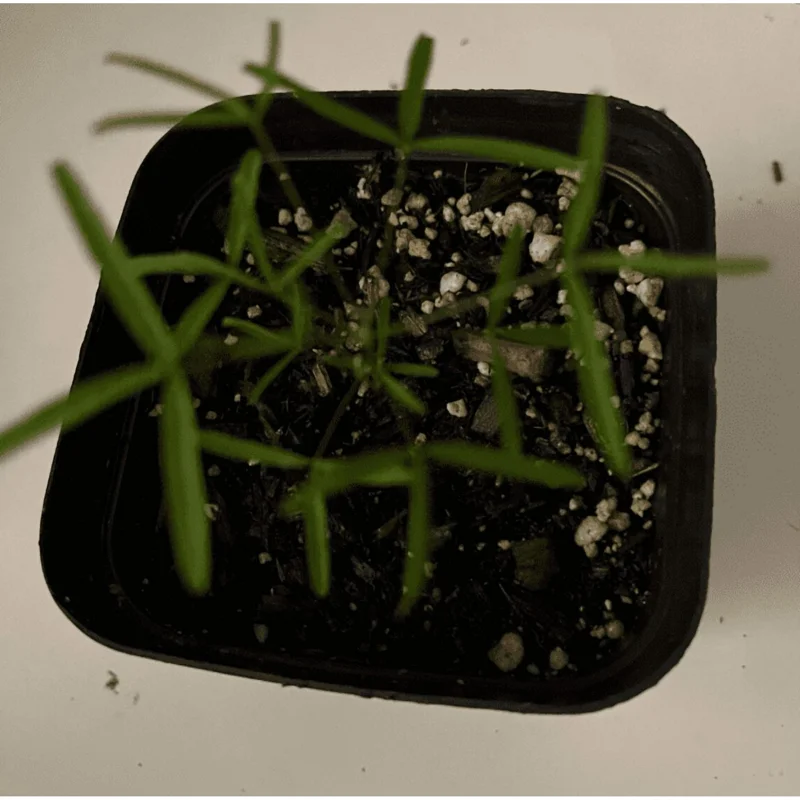 Sky Blue Oxalis Live Plant – 4 inch Pot – Indoor Houseplant - Image 6