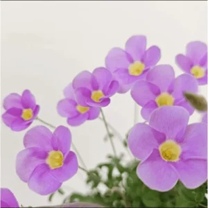 Sky Blue Oxalis Live Plant – 4 inch Pot – Indoor Houseplant - Image 1