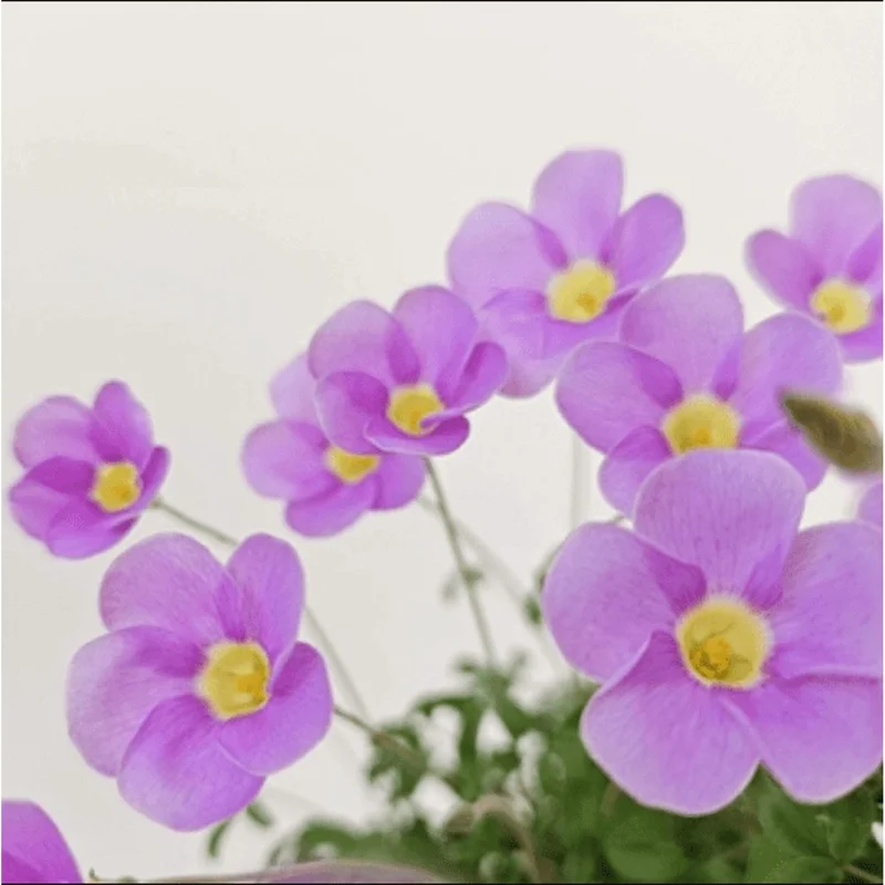 Sky Blue Oxalis Live Plant – 4 inch Pot – Indoor Houseplant - Image 1