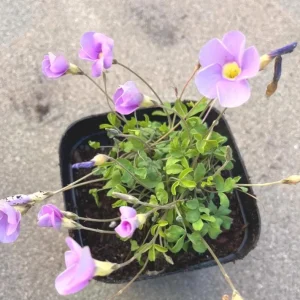 Sky Blue Oxalis Live Plant – Oxalis ciliaris Ornamental Perennial – 4 Inch Pot - Image 2