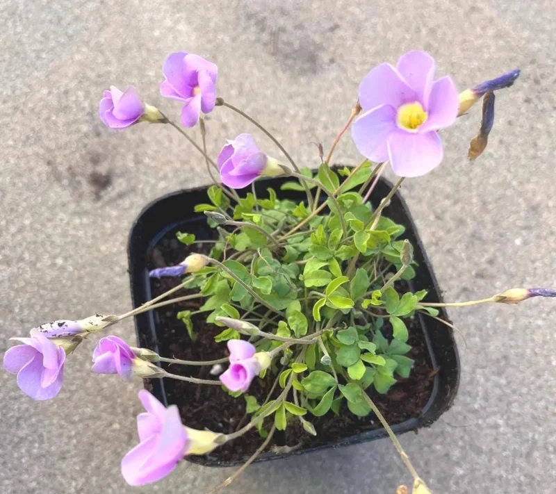 Sky Blue Oxalis Live Plant – Oxalis ciliaris Ornamental Perennial – 4 Inch Pot - Image 2