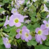 Sky Blue Oxalis Live Plant – Oxalis ciliaris Ornamental Perennial – 4 Inch Pot - Image 1