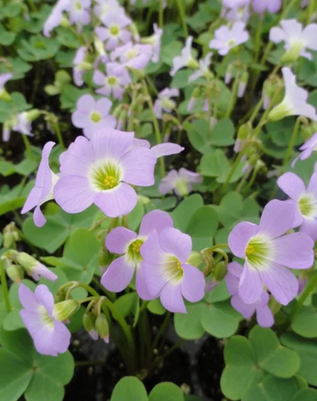 Sky Blue Oxalis Live Plant – Oxalis ciliaris Ornamental Perennial – 4 Inch Pot - Image 1