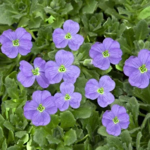Sky Blue Oxalis Live Plant – Oxalis ciliaris Ornamental Perennial – 4 Inch Pot - Image 3