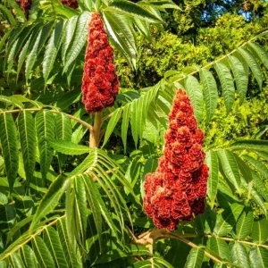 Smooth Sumac Bare Root Tree Seedling - 1-2ft Tall, Outdoor Deciduous Shrub - Image 1