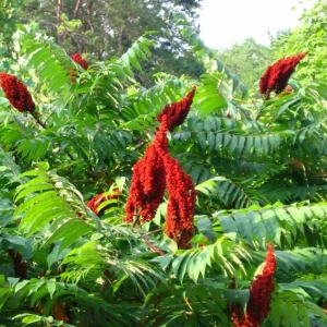 Smooth Sumac Bare Root Tree Seedling - 1-2ft Tall, Outdoor Deciduous Shrub - Image 2