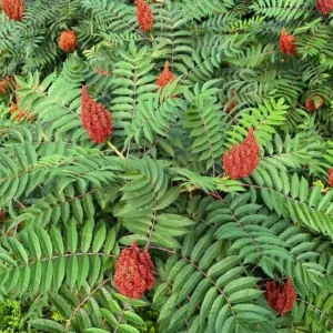 Smooth Sumac Bare Root Tree Seedling - 1-2ft Tall, Outdoor Deciduous Shrub - Image 3