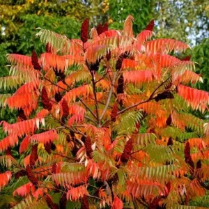 Smooth Sumac Bare Root Tree Seedling - 1-2ft Tall, Outdoor Deciduous Shrub - Image 4