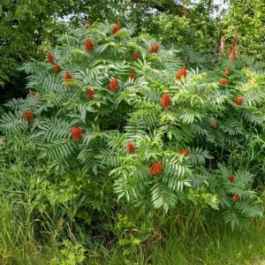 Smooth Sumac Bare Root Tree Seedling - 1-2ft Tall, Outdoor Deciduous Shrub - Image 5