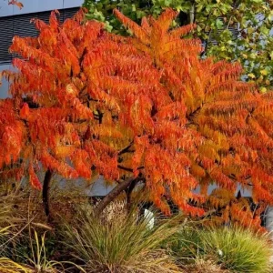 Smooth Sumac Bare Root Tree Seedling - 1-2ft Tall, Outdoor Deciduous Shrub - Image 6