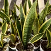 Snake Plant Laurentii Live House Plant - 4 Inch Pot - Sansevieria Trifasciata - Image 1