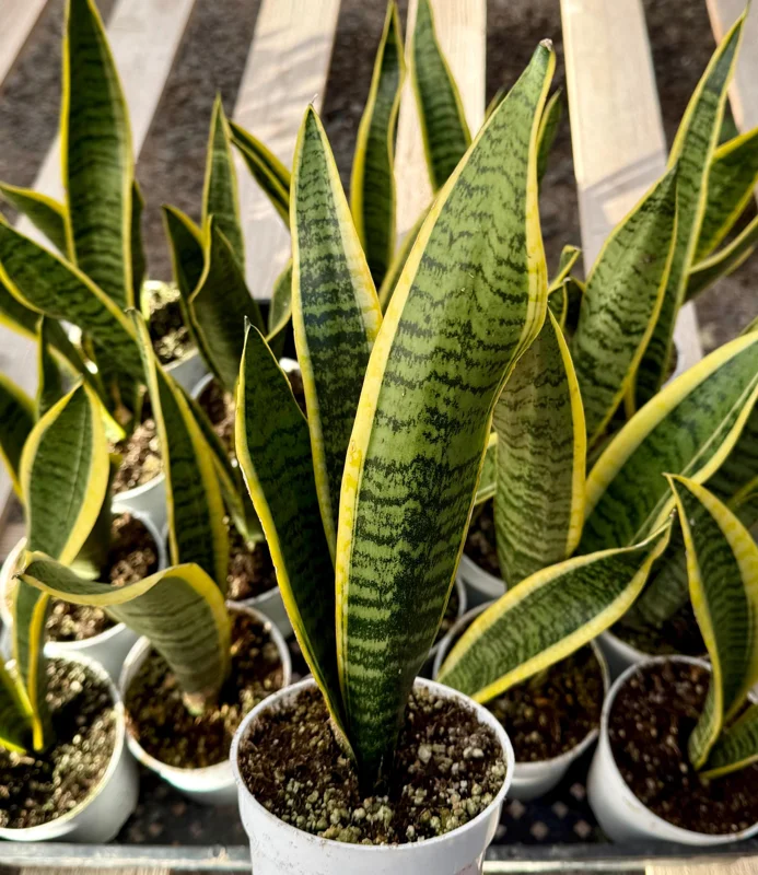 Snake Plant Laurentii Live House Plant - 4 Inch Pot - Sansevieria Trifasciata - Image 1