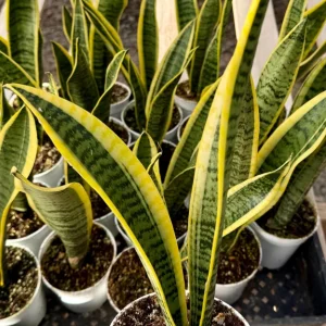 Snake Plant Laurentii Live House Plant - 4 Inch Pot - Sansevieria Trifasciata - Image 2