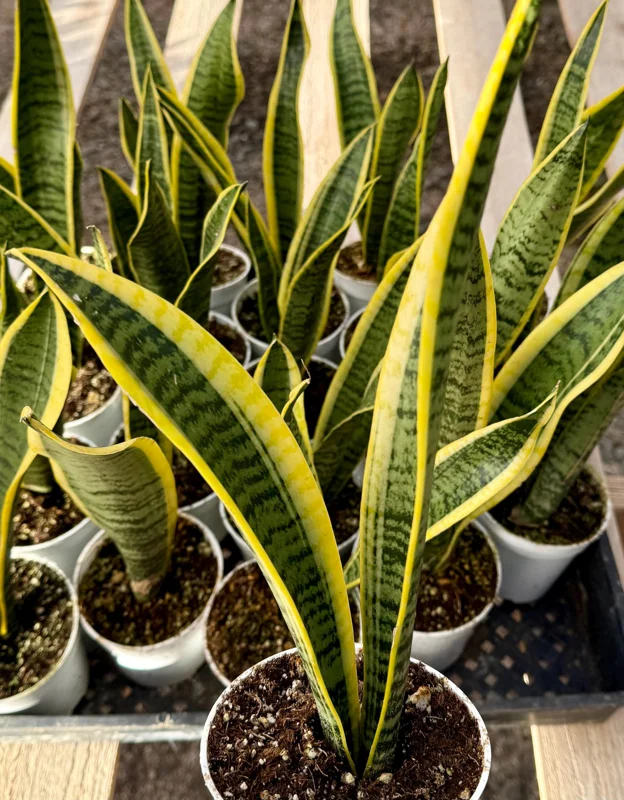 Snake Plant Laurentii Live House Plant - 4 Inch Pot - Sansevieria Trifasciata - Image 2
