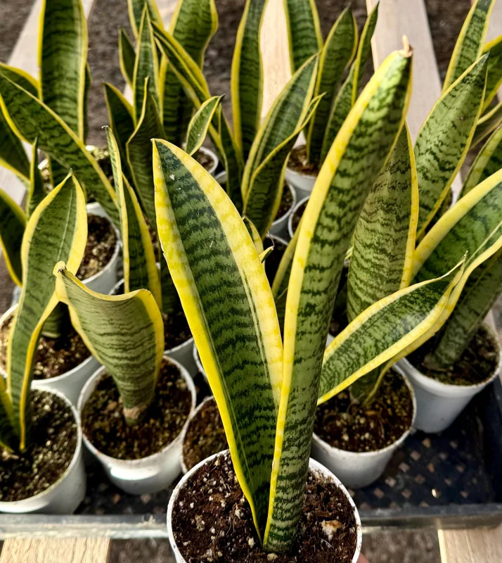 Snake Plant Laurentii Live House Plant - 4 Inch Pot - Sansevieria Trifasciata - Image 3