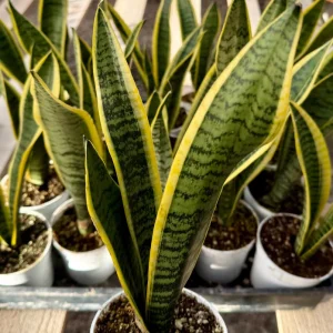Snake Plant Laurentii Live House Plant - 4 Inch Pot - Sansevieria Trifasciata - Image 4