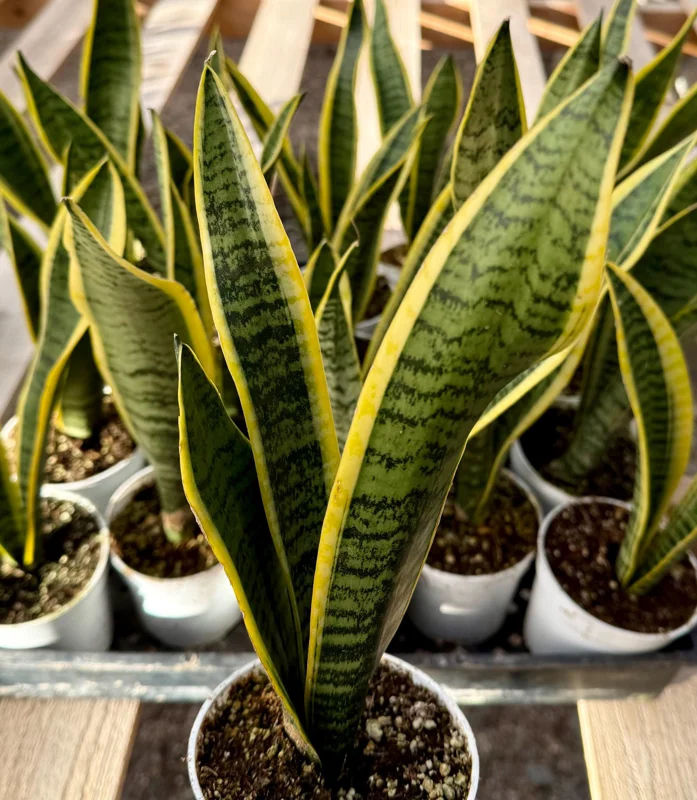 Snake Plant Laurentii Live House Plant - 4 Inch Pot - Sansevieria Trifasciata - Image 4