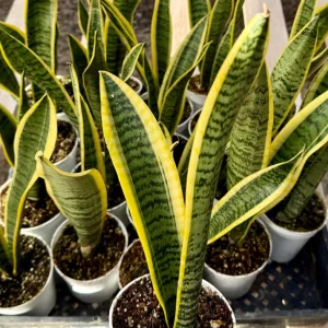 Snake Plant Sansevieria Laurentii Live House Plant in 4 Inch Pot – Indoor - Image 3