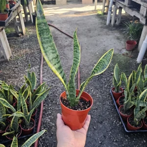 Snake Plant Sansevieria Yellow Live Plant – Air Purifying Houseplant – 4 inch Pot Indoor - Image 2
