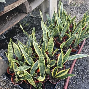 Snake Plant Sansevieria Yellow Live Plant – Air Purifying Houseplant – 4 inch Pot Indoor - Image 4