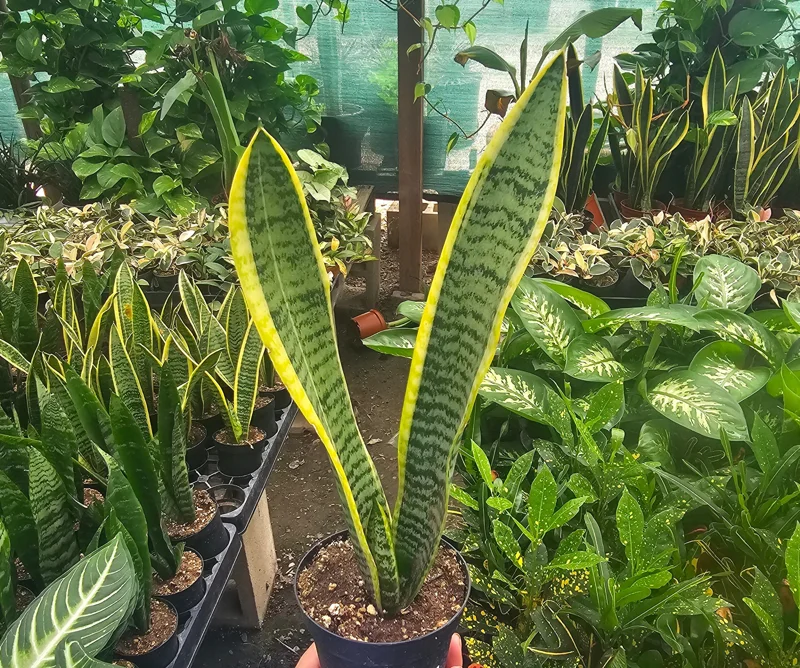 Snake Plant Sansevieria Yellow Live Plant – Air Purifying Houseplant – 4 inch Pot Indoor - Image 1
