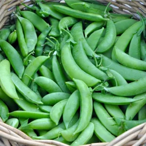 Snap Pea Live Plant - Sweet Edible Pods, 3-5 Inch Tall, 2 Plants - Image 10