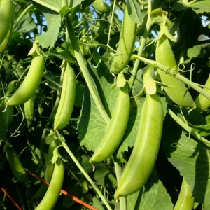 Snap Pea Live Plant - Sweet Edible Pods, 3-5 Inch Tall, 2 Plants - Image 2