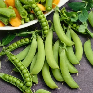 Snap Pea Live Plant - Sweet Edible Pods, 3-5 Inch Tall, 2 Plants - Image 3