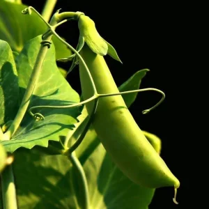 Snap Pea Live Plant - Sweet Edible Pods, 3-5 Inch Tall, 2 Plants - Image 4