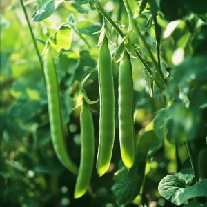 Snap Pea Live Plant - Sweet Edible Pods, 3-5 Inch Tall, 2 Plants - Image 6