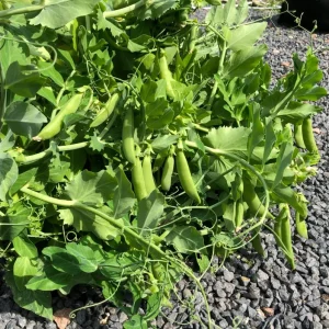 Snap Pea Live Plant - Sweet Edible Pods, 3-5 Inch Tall, 2 Plants - Image 7