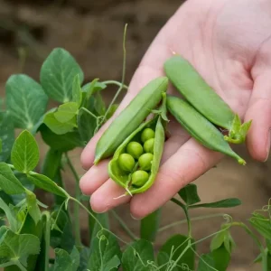 Snap Pea Live Plant - Sweet Edible Pods, 3-5 Inch Tall, 2 Plants - Image 8
