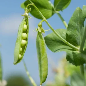 Snap Pea Live Plant - Sweet Edible Pods, 3-5 Inch Tall, 2 Plants - Image 9
