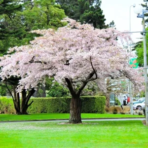 Snowgoose Flowering Cherry Tree Live Plant - 1 Year Old, 6-12 Inches Tall - Image 3