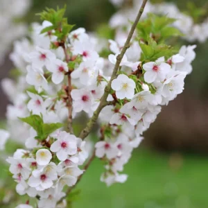 Snowgoose Flowering Cherry Tree Live Plant - 1 Year Old, 6-12 Inches Tall - Image 4