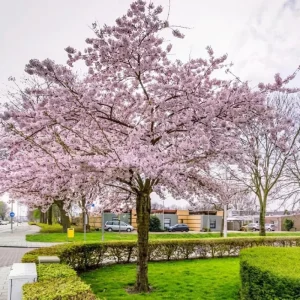 Snowgoose Flowering Cherry Tree Live Plant - 1 Year Old, 6-12 Inches Tall - Image 6