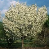 Snowgoose Flowering Cherry Tree Live Plant - 1 Year Old, 6-12 Inches Tall - Image 1