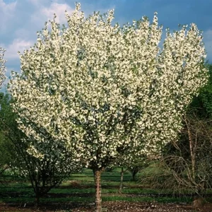 Snowgoose Flowering Cherry Tree Live Plant - 1 Year Old, 6-12 Inches Tall - Image 1